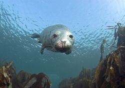 Grey seal.
Farne Islands, in a few metres of water.
D20... by Mark Thomas 